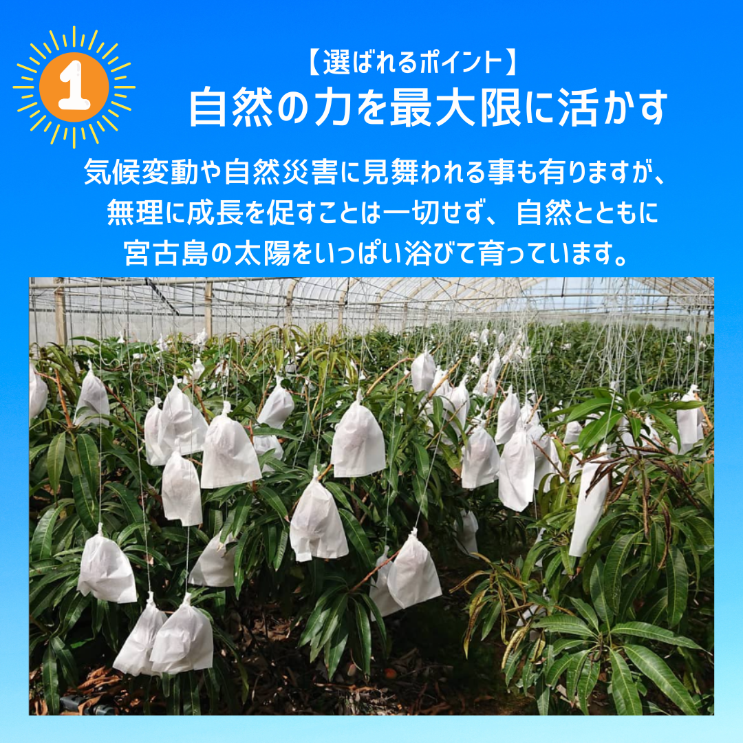 【贈答用】宮古島 そらみど完熟マンゴー