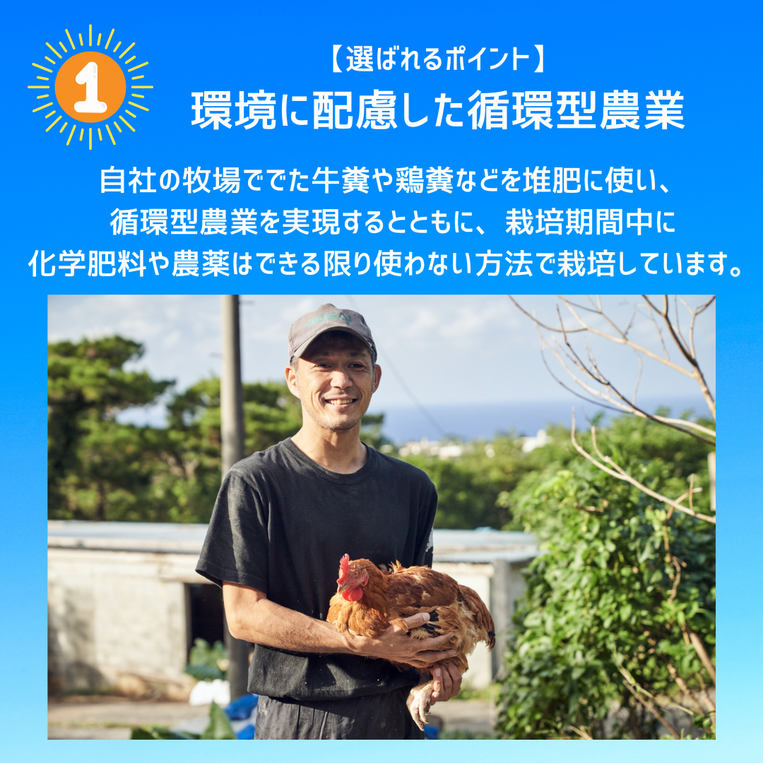 【贈答用】久米島赤鶏牧場  完熟マンゴー